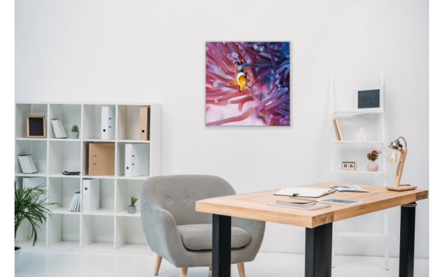 Akustikbild Clownfisch und Anemone