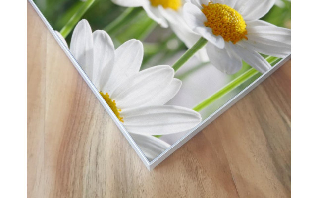 Akustikbild Gänseblümchen
