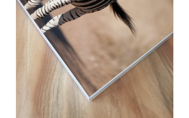 Akustikbild Zebra