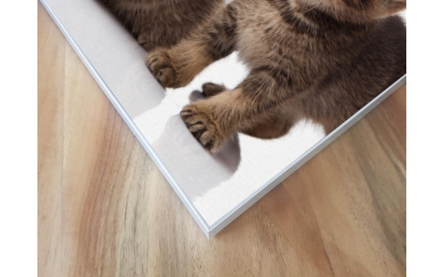Akustikbild Babykatzen
