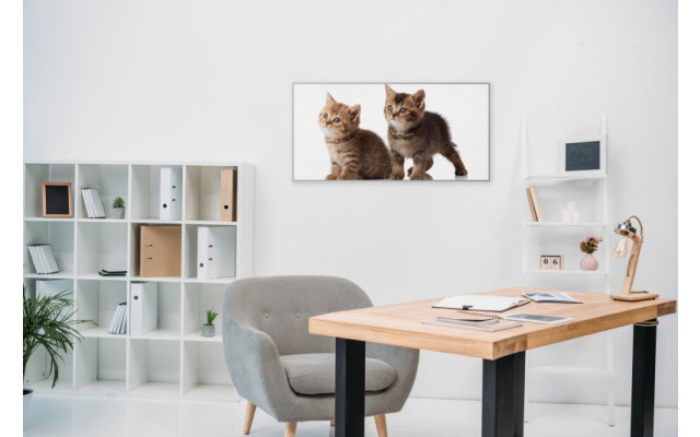 Akustikbild Babykatzen