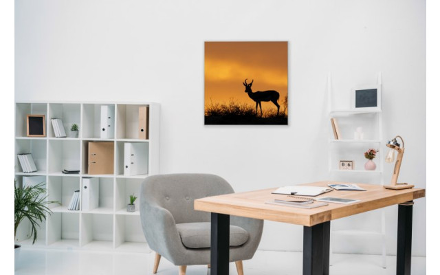 Akustikbild Impalla in der Wüste