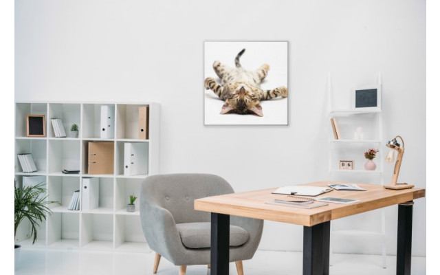 Akustikbild Müde Katze
