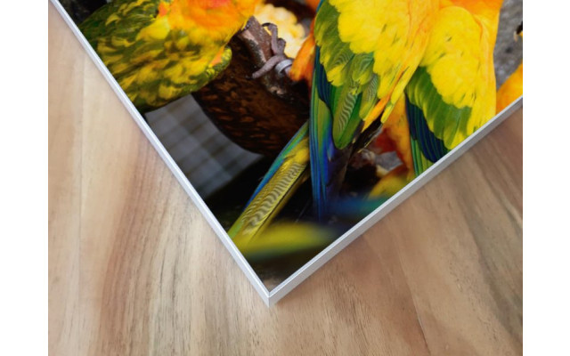 Akustikbild Papagei Versammlung