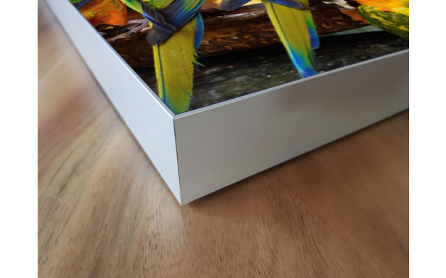Akustikbild Papagei Versammlung