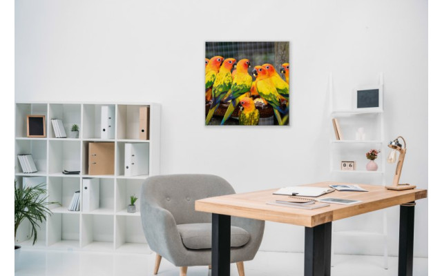 Akustikbild Papagei Versammlung