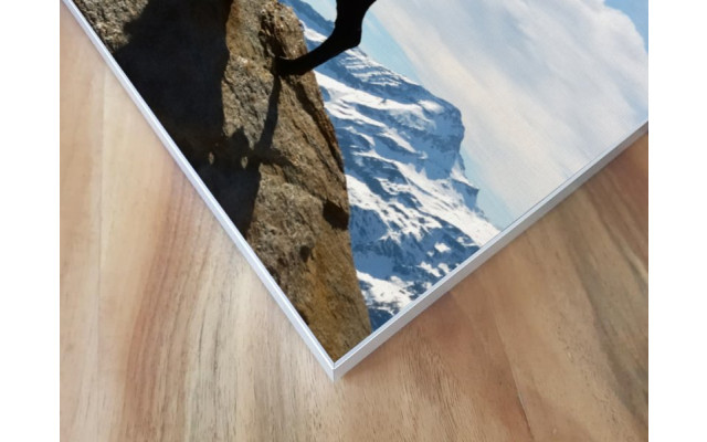 Akustikbild Steinbock