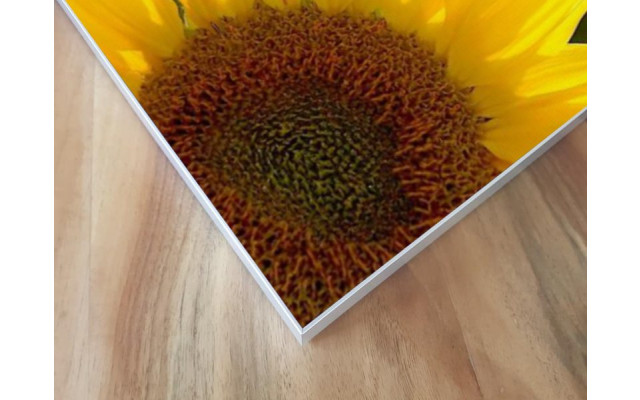 Akustikbild Sonnenblume