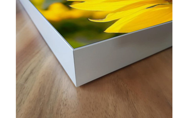Akustikbild Sonnenblume