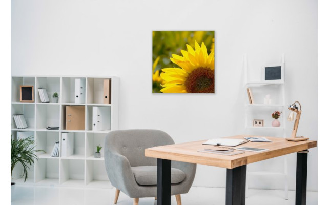 Akustikbild Sonnenblume
