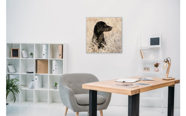 Akustikbild Hund in der Wiese