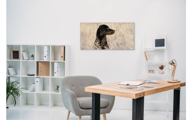 Akustikbild Hund in der Wiese