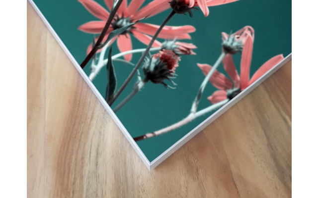 Akustikbild Rosa Blume