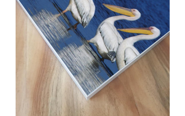 Akustikbild Pelikane im See