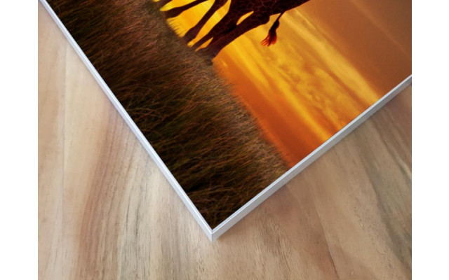 Akustikbild Giraffen