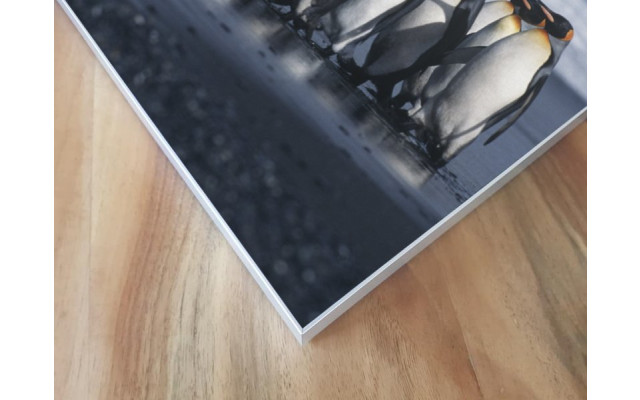 Akustikbild Pinguine