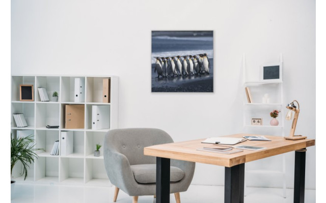 Akustikbild Pinguine