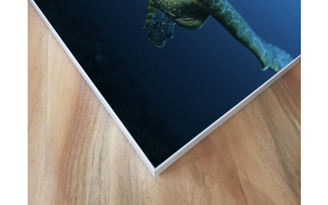 Akustikbild Meeresschildkröte