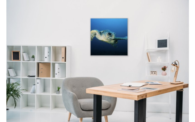 Akustikbild Meeresschildkröte