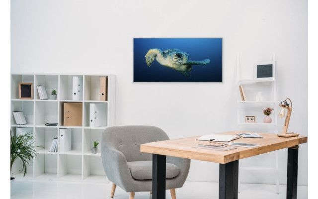 Akustikbild Meeresschildkröte