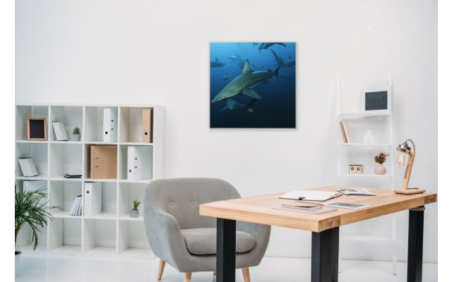 Akustikbild Haie