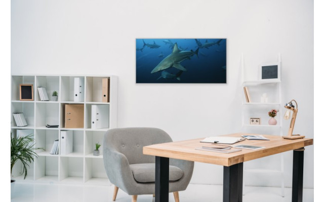 Akustikbild Haie