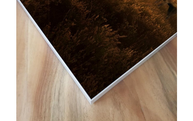 Akustikbild Großer Elch
