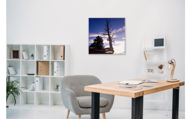 Akustikbild Baum im Sonnenuntergang