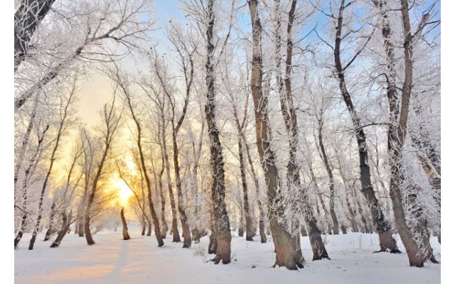 Akustikbild Winterwald