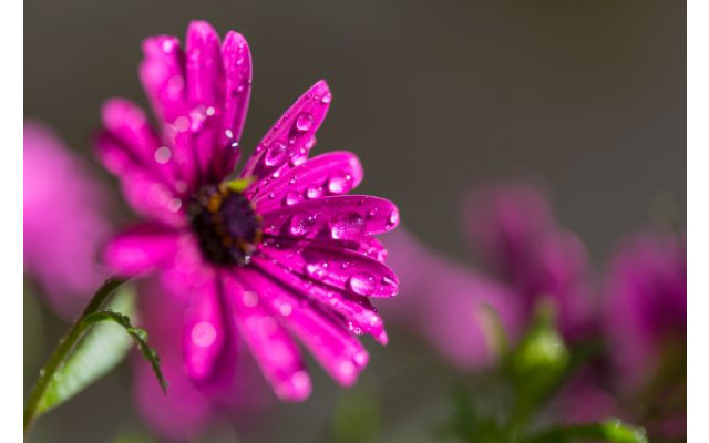 Akustikbild Lila Blume