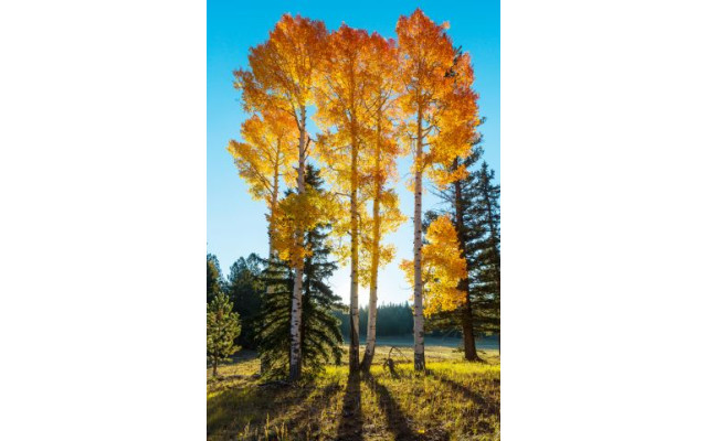 Akustikbild Bäume im Herbst