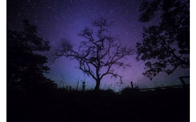Akustikbild Kahler Baum bei Nacht