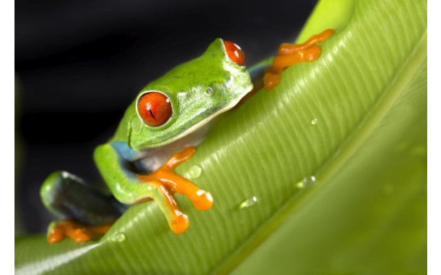 Akustikbild Hallo Frosch