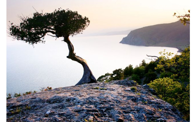 Akustikbild Baum am Meer
