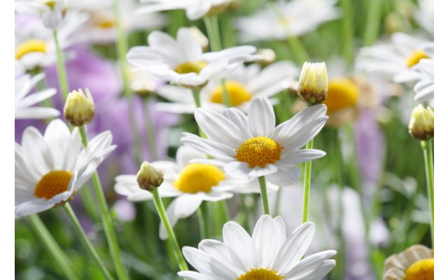 Akustikbild Gänseblümchen