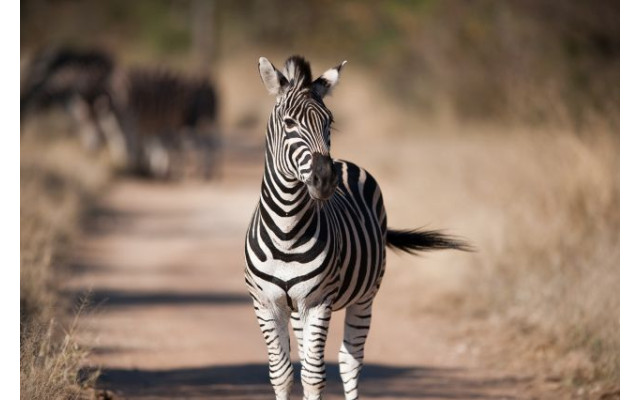Akustikbild Zebra