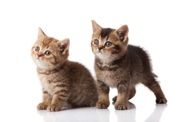 Akustikbild Babykatzen