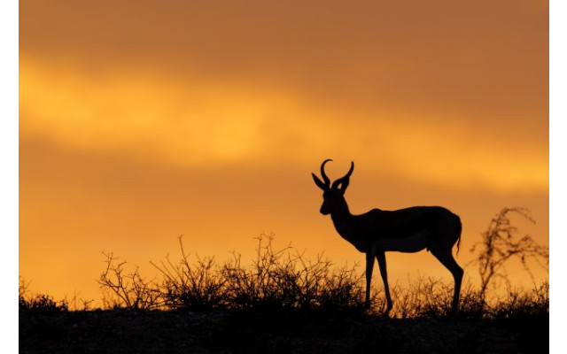 Akustikbild Impalla in der Wüste
