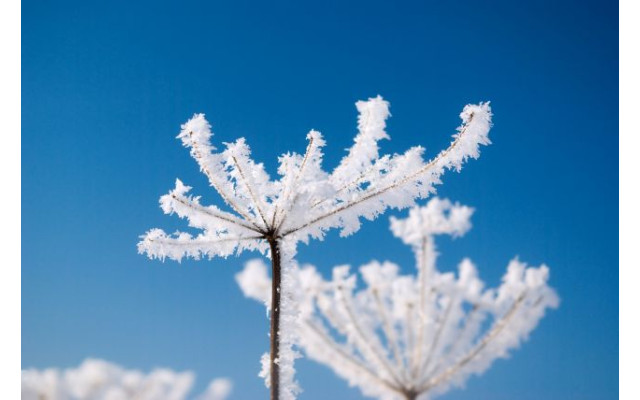 Akustikbild Vereiste Blume