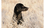 Akustikbild Hund in der Wiese