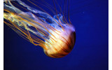 Akustikbild Qualle im Meer