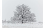 Akustikbild Schneebedeckter Baum