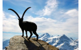 Akustikbild Steinbock