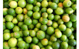 Akustikbild Limetten