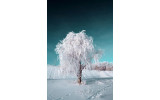 Akustikbild Schneebedeckter Baum unter blauem Himmel