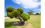 Akustikbild Schöner Baum in Asien