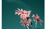 Akustikbild Rosa Blume
