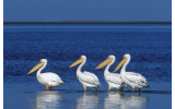 Akustikbild Pelikane im See