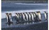 Akustikbild Pinguine