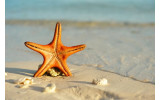Akustikbild Seestern am Strand